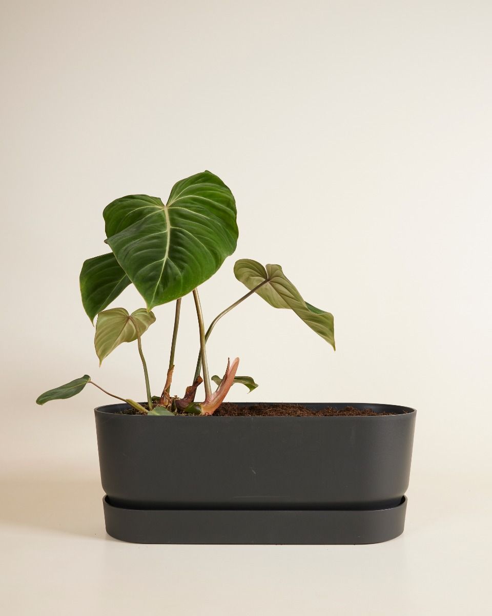 Elho Miles Ovaler Topf Schwarz 50 cm