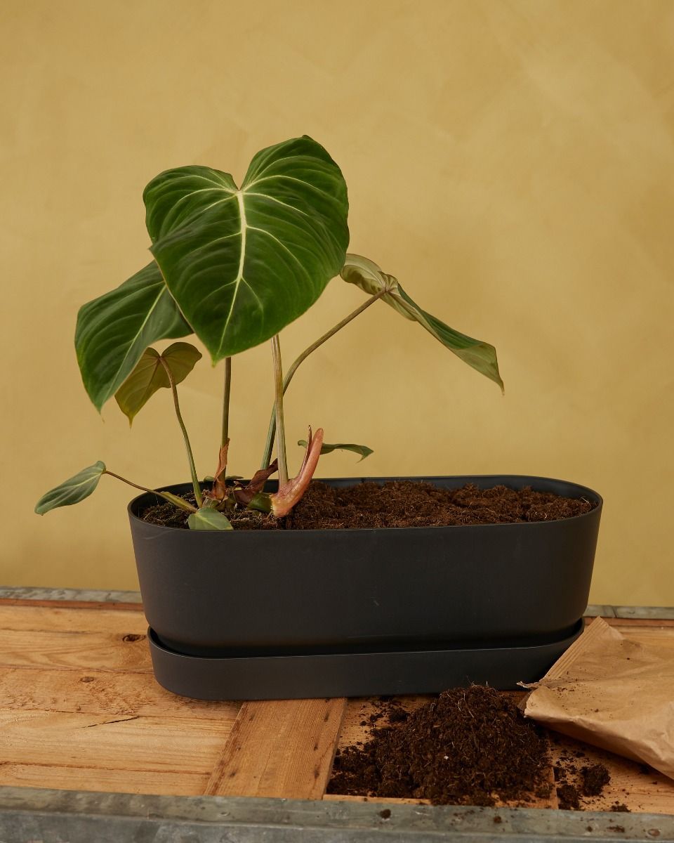 Elho Miles Ovaler Topf Schwarz 50 cm
