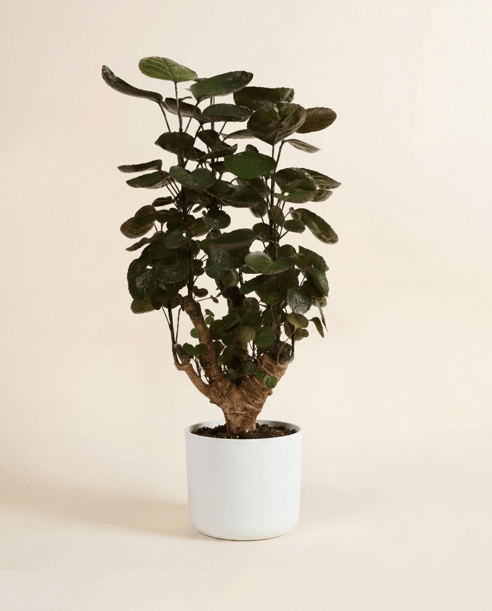 Elho B.For Soft Ø 16 cm