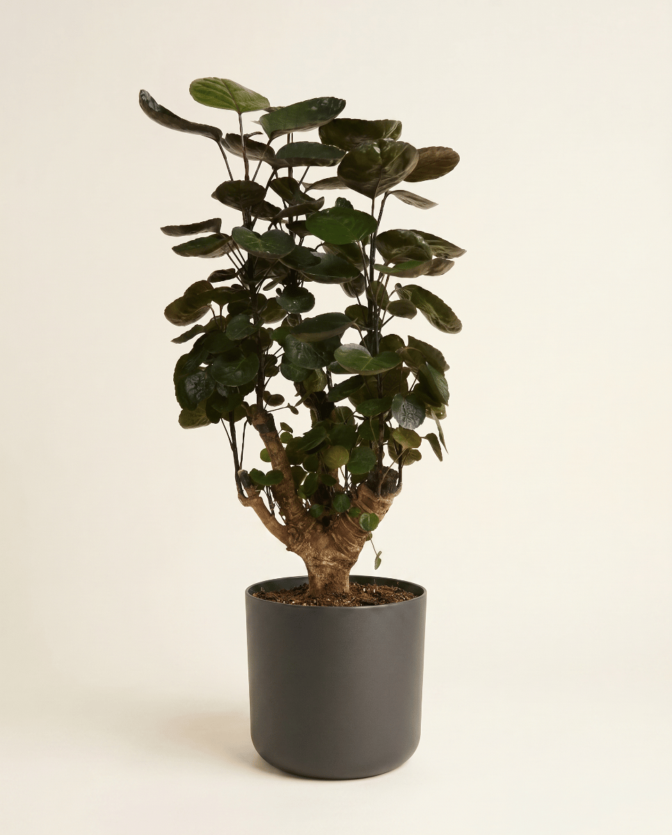 Elho B.For Soft Ø 18 cm
