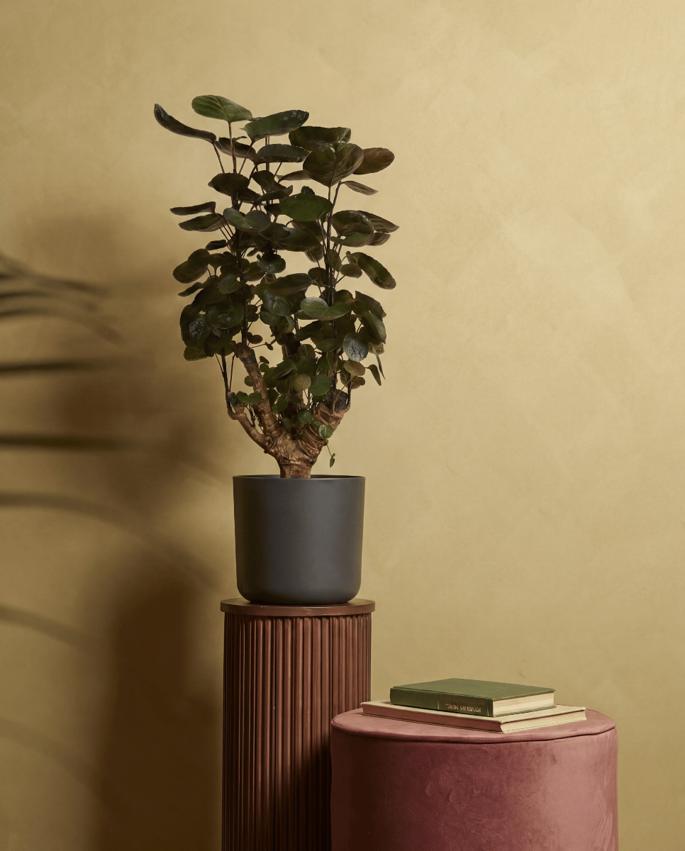 Elho B.For Soft Ø 18 cm