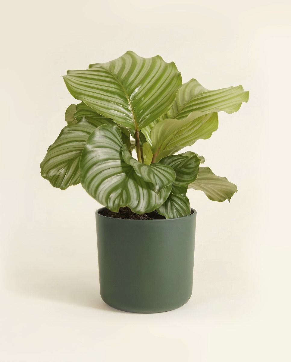 Elho B.For Soft Ø 16 cm
