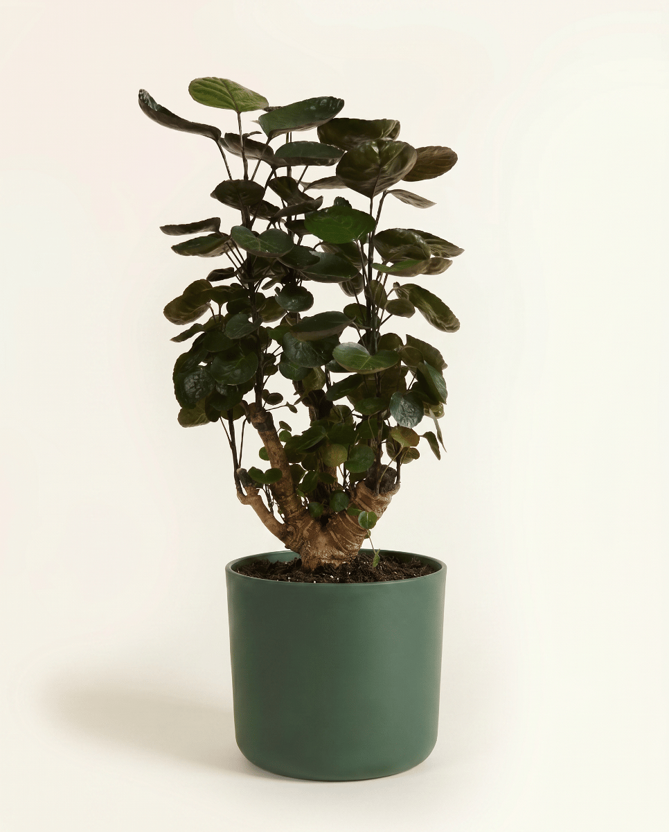 Elho B.For Soft Ø 18 cm
