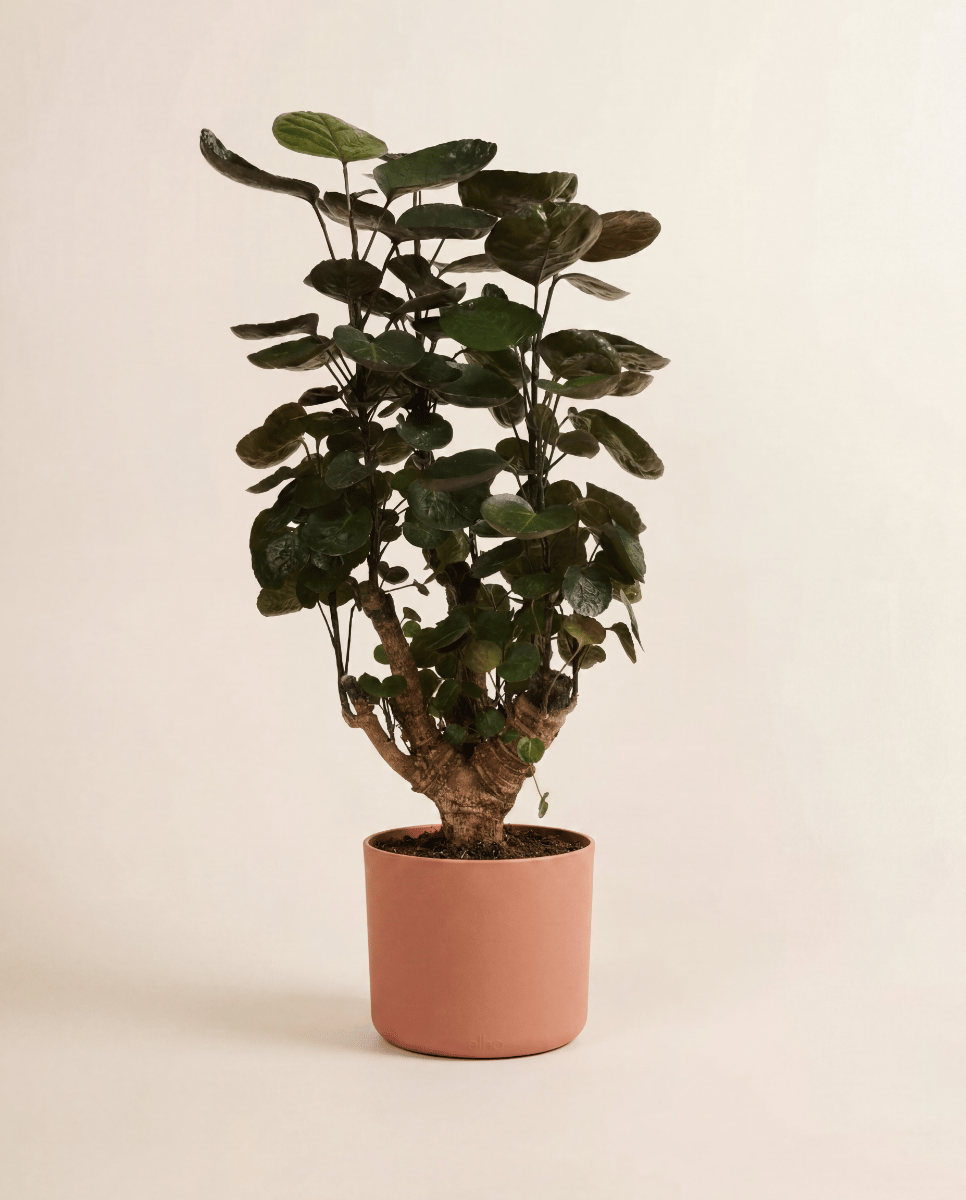 Elho B.For Soft Ø 18 cm