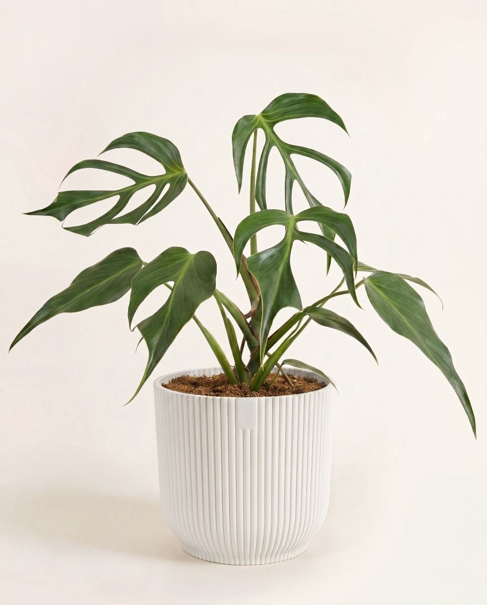 Elho Vibes Fold Ø 16 cm