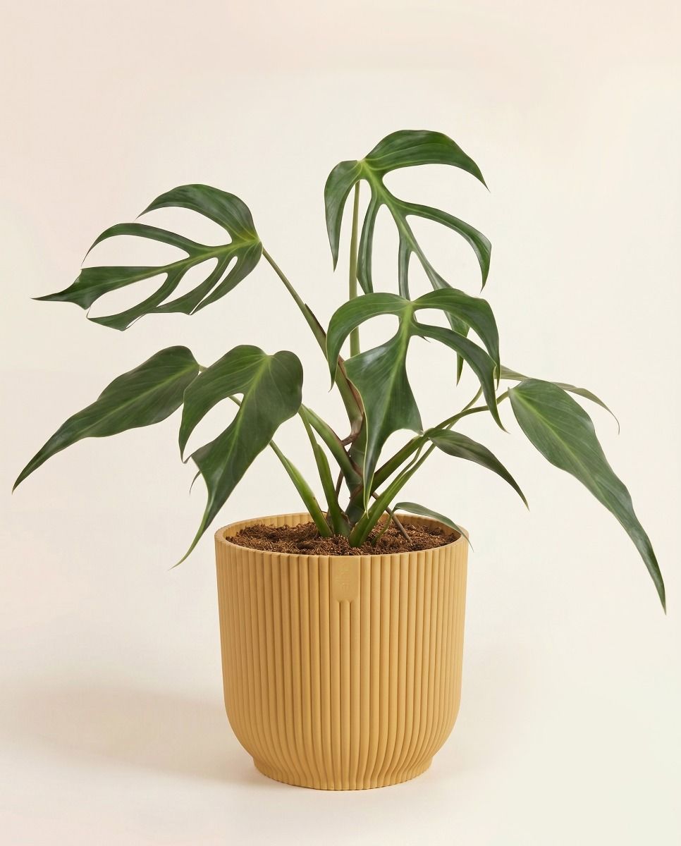 Elho Vibes Fold Ø 16 cm