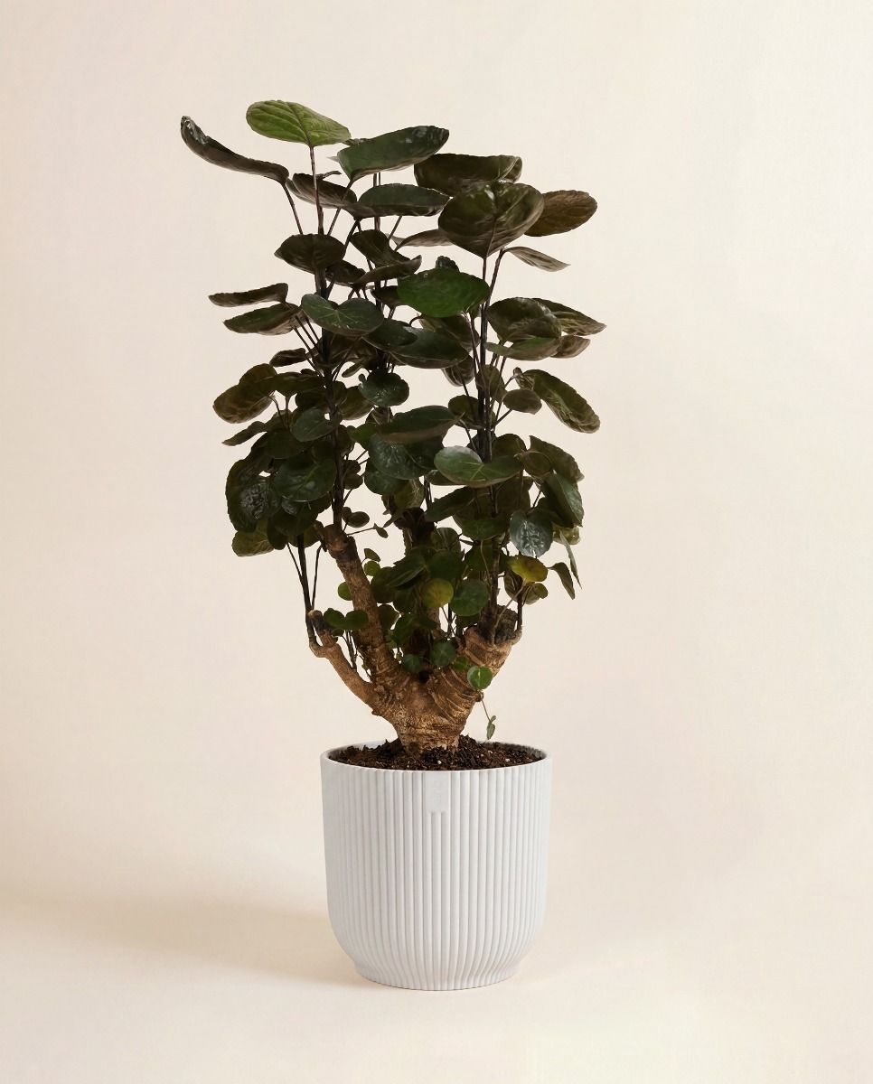 Elho Vibes Fold Ø 18 cm