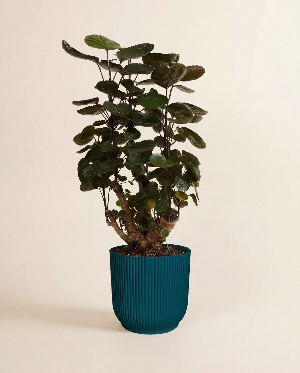Elho Vibes Fold Ø 18 cm