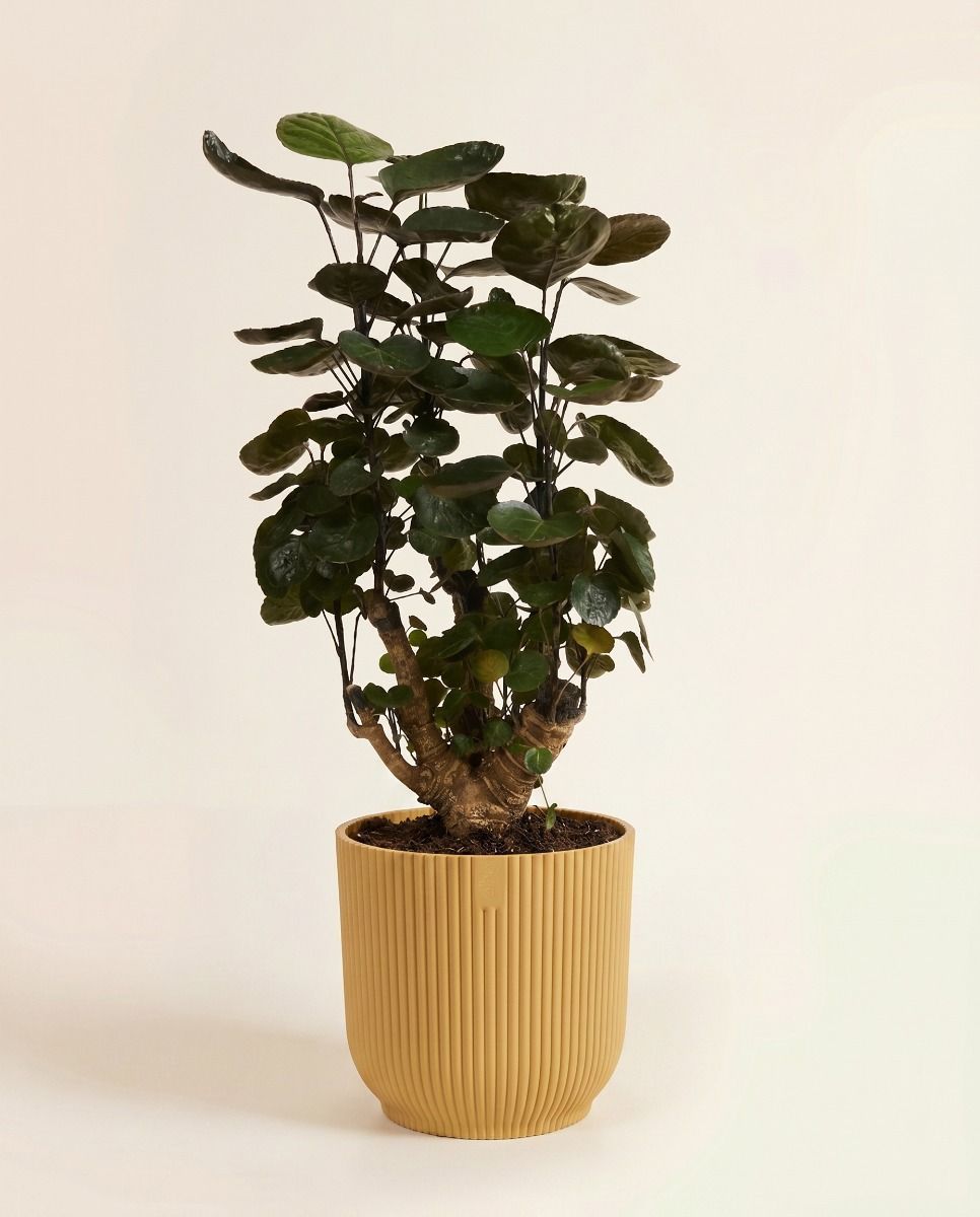 Elho Vibes Fold Ø 18 cm