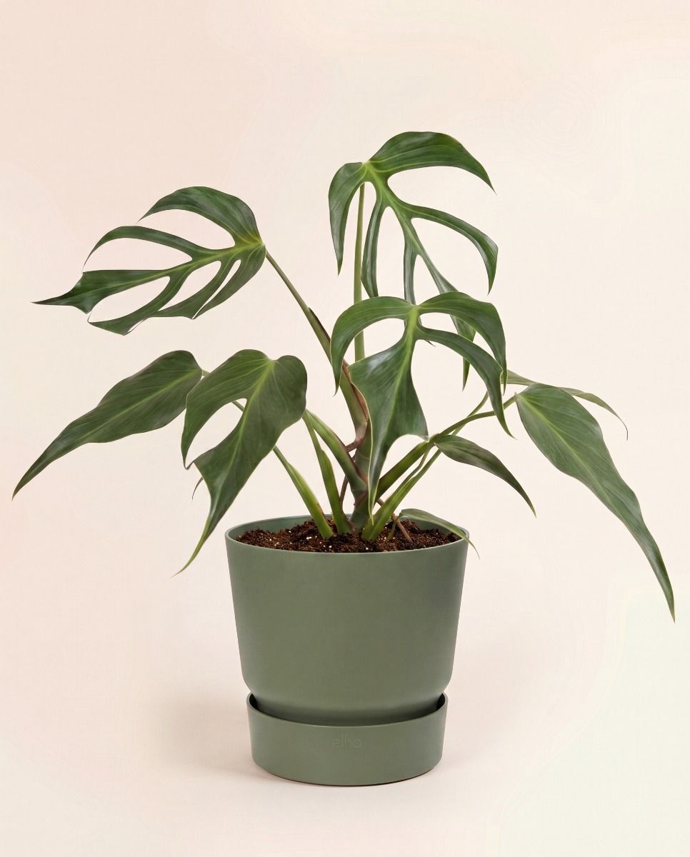 Elho Greenville Ø 16 cm