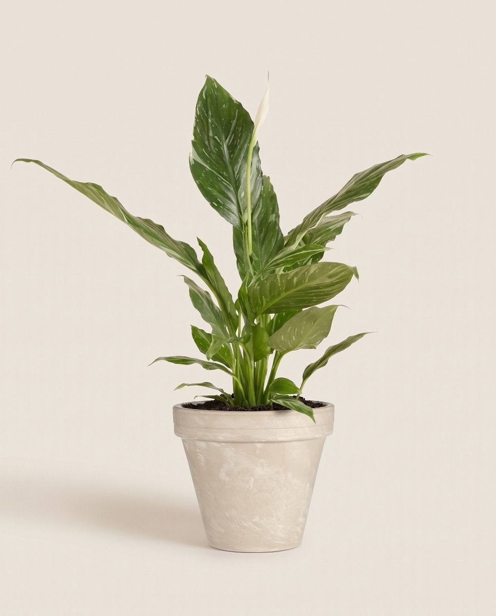 Stan Pot Cream Ø 18.5 cm