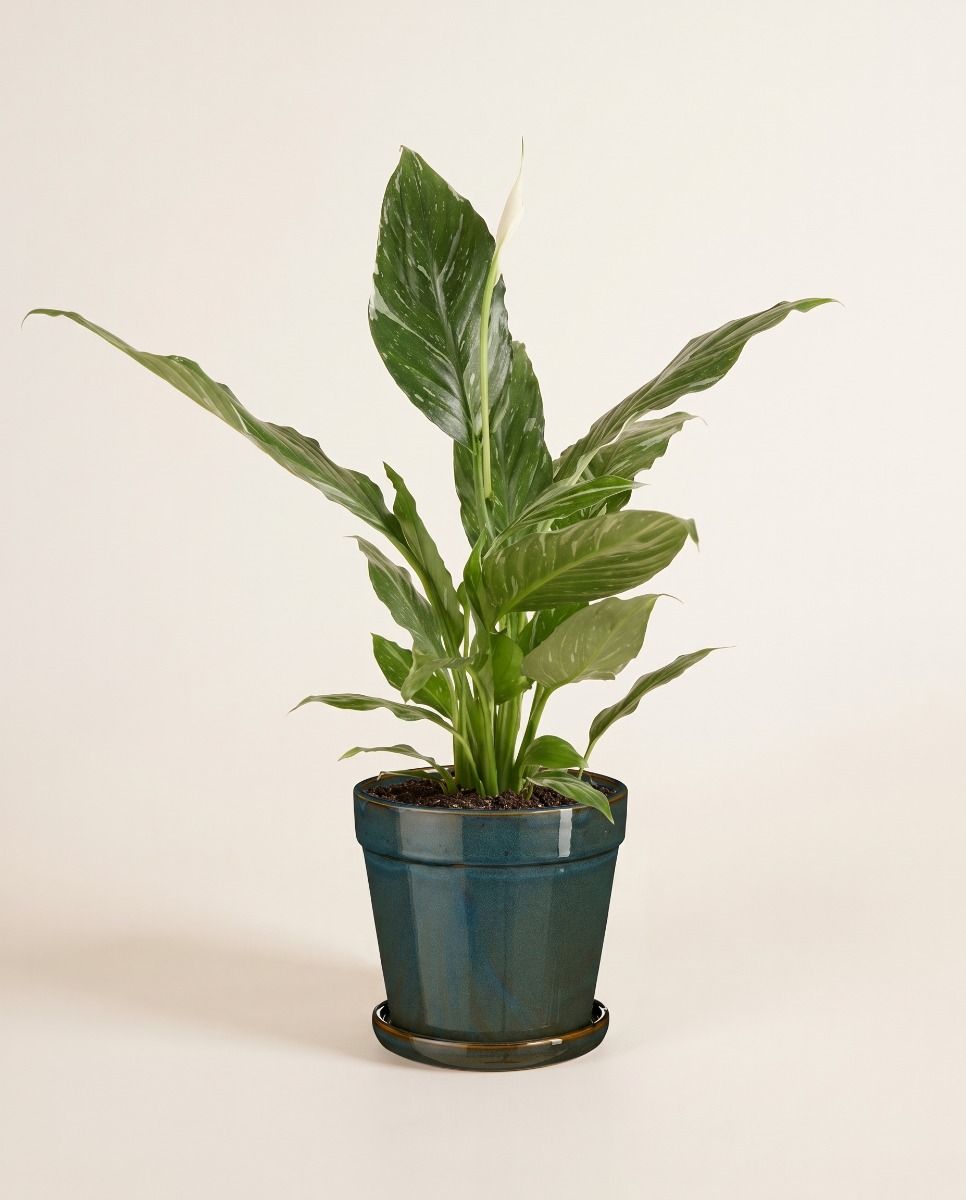Clint Pot with Saucer Green Ø 17 cm