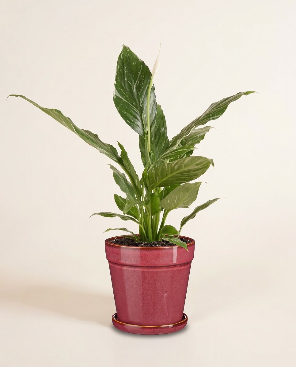 Clint Pot with Saucer Pink Ø 17 cm