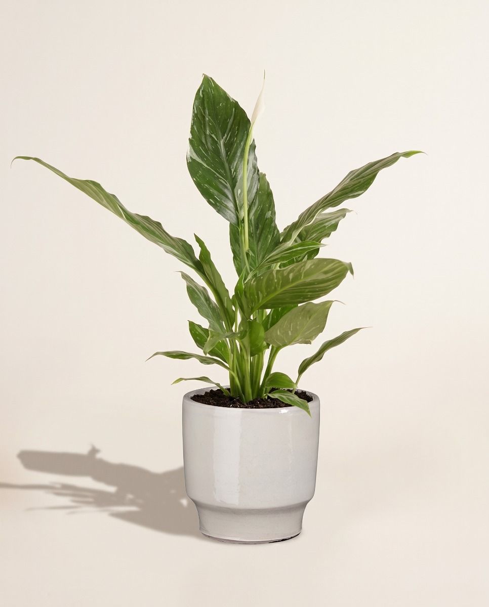 Diaz Pot White Ø 17 cm