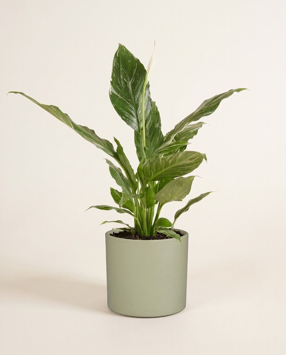 Era Pot Mint Green Ø 19.5 cm
