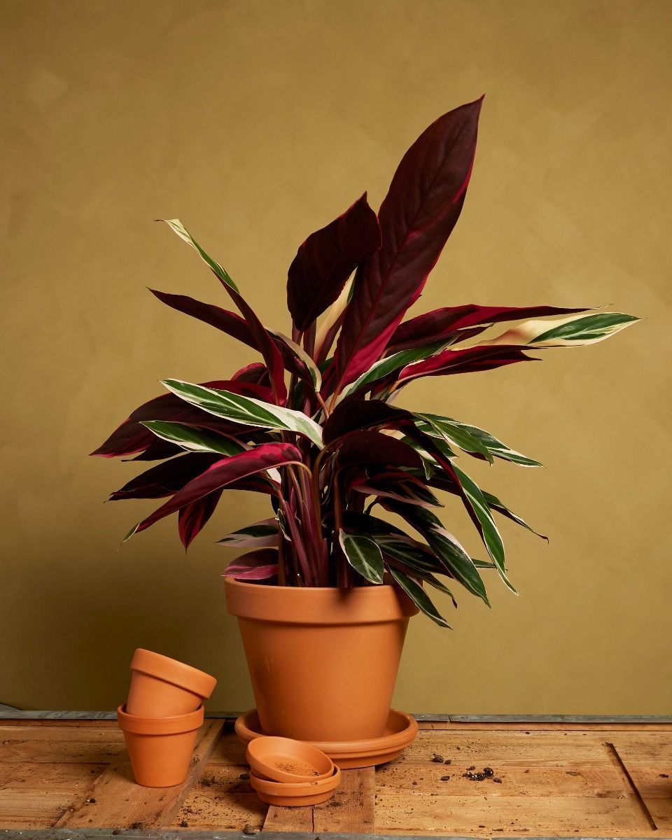Orange Terrakotta Topf Ø 20 cm