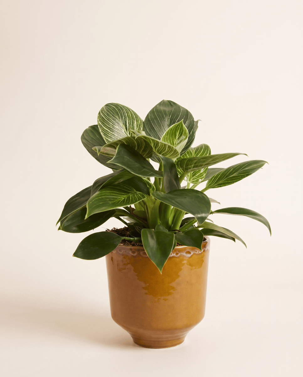 Otis Pot Ocher Ø 13 cm