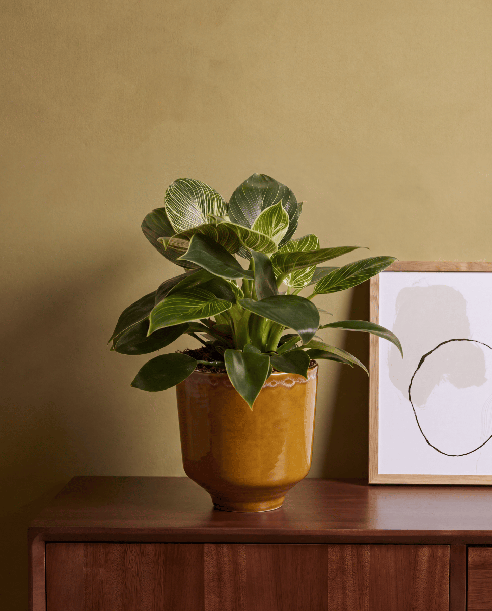 Otis Pot Ocher Ø 13 cm