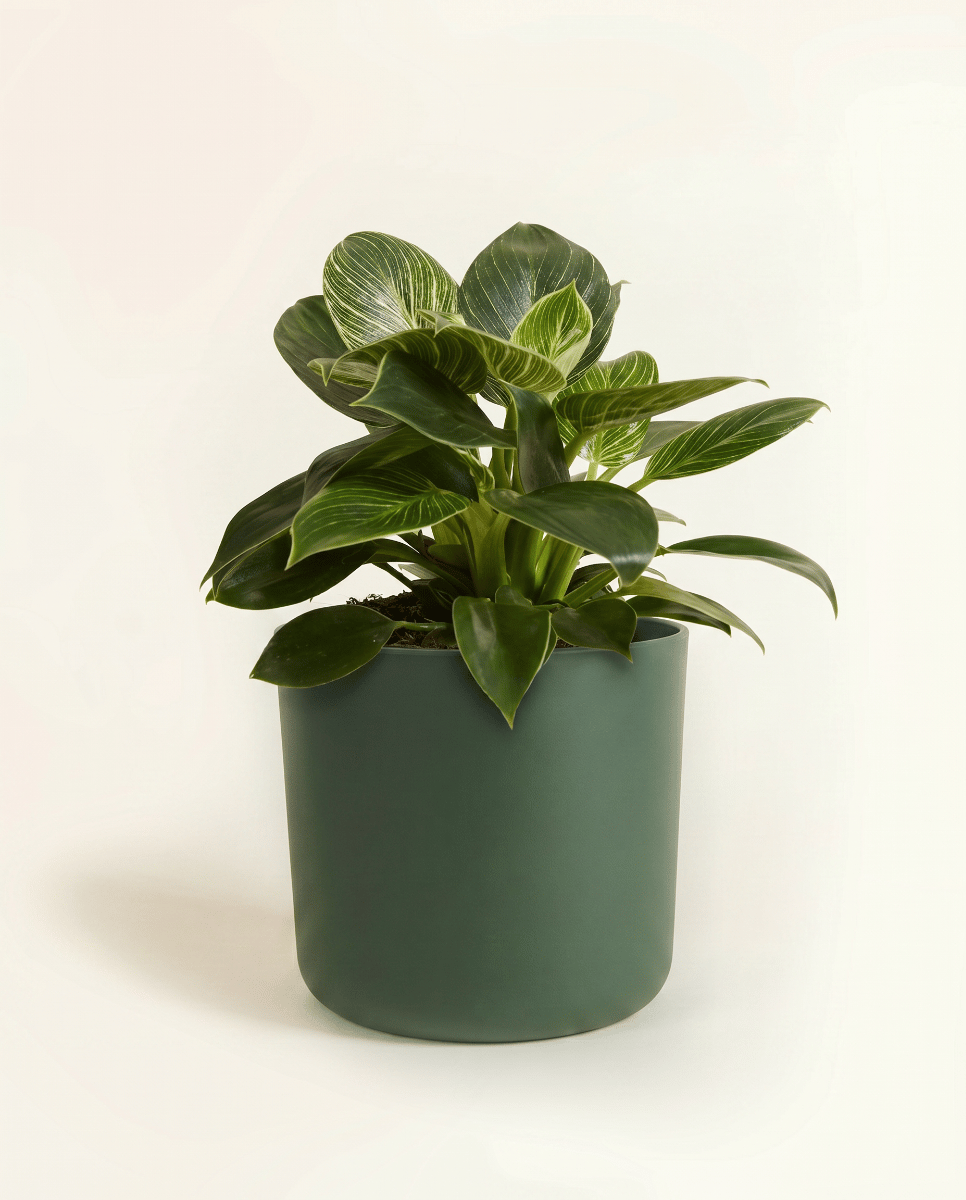 Elho B.For Soft Ø 14 cm