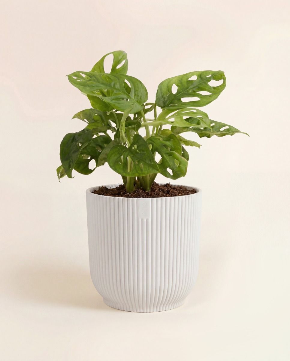 Elho Vibes Fold Ø 14 cm