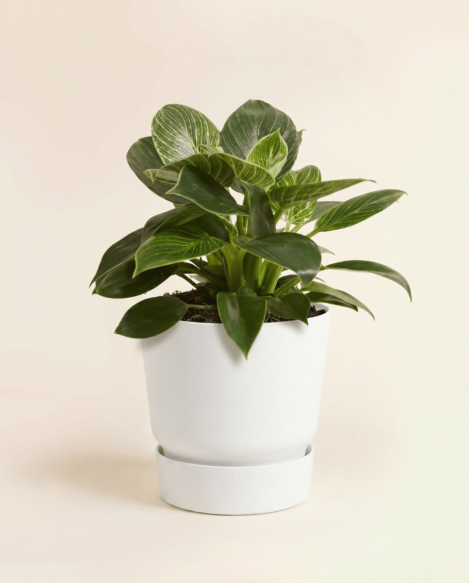 Elho Greenville Ø 14 cm