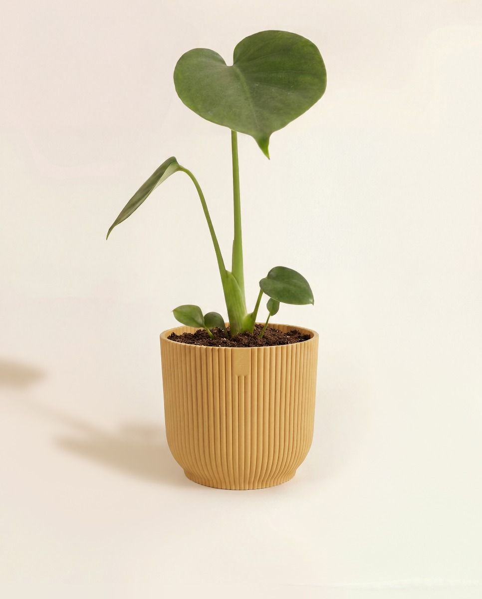 Elho Vibes Fold Ø 11 cm