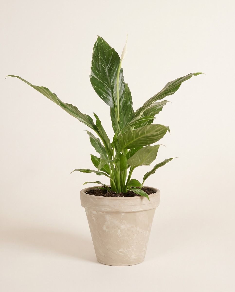 Stan Pot Cream Ø 14 cm