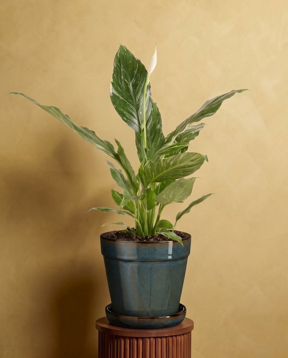 Clint Pot with Saucer Green Ø 15 cm