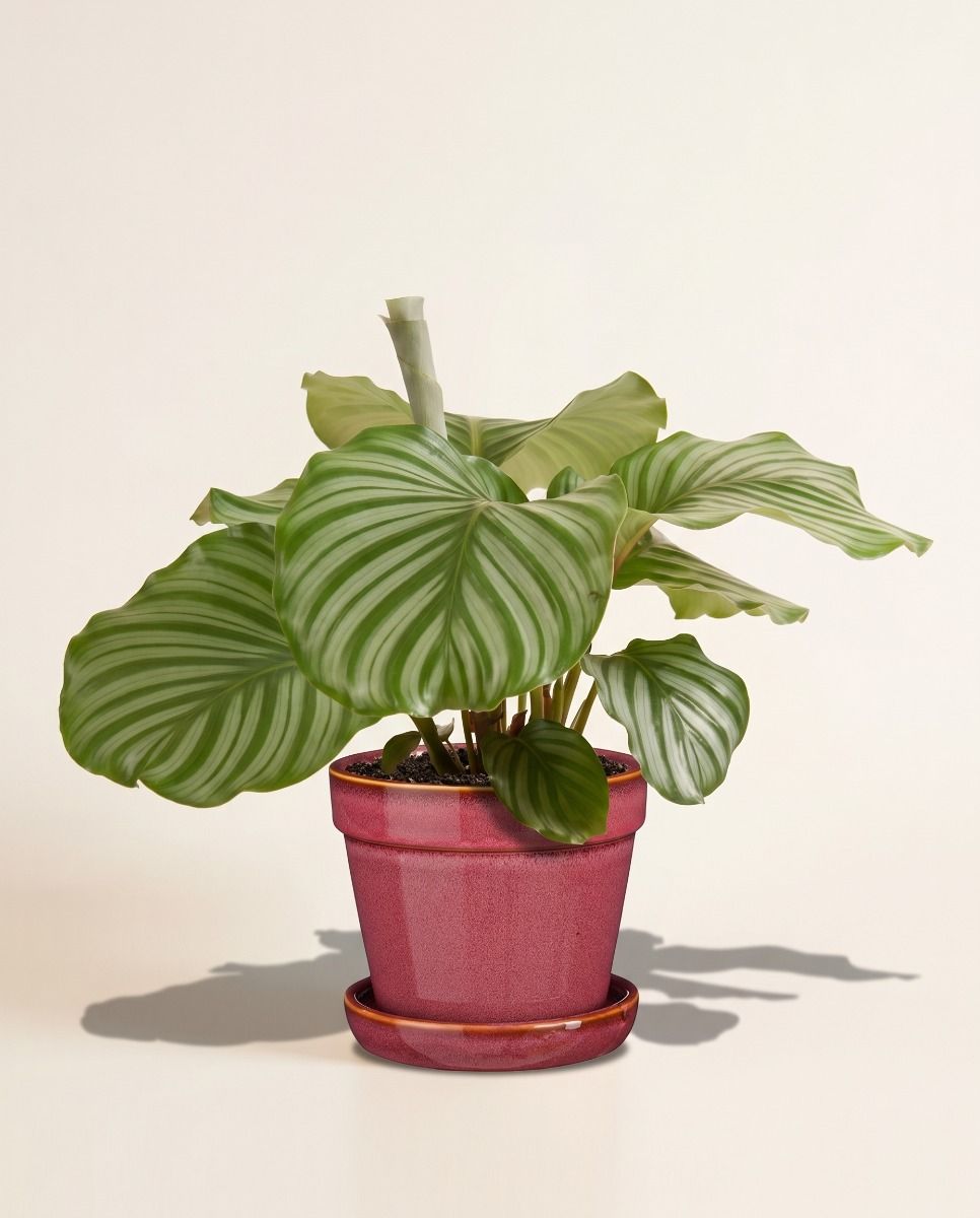 Clint Pot with Saucer Pink Ø 15 cm