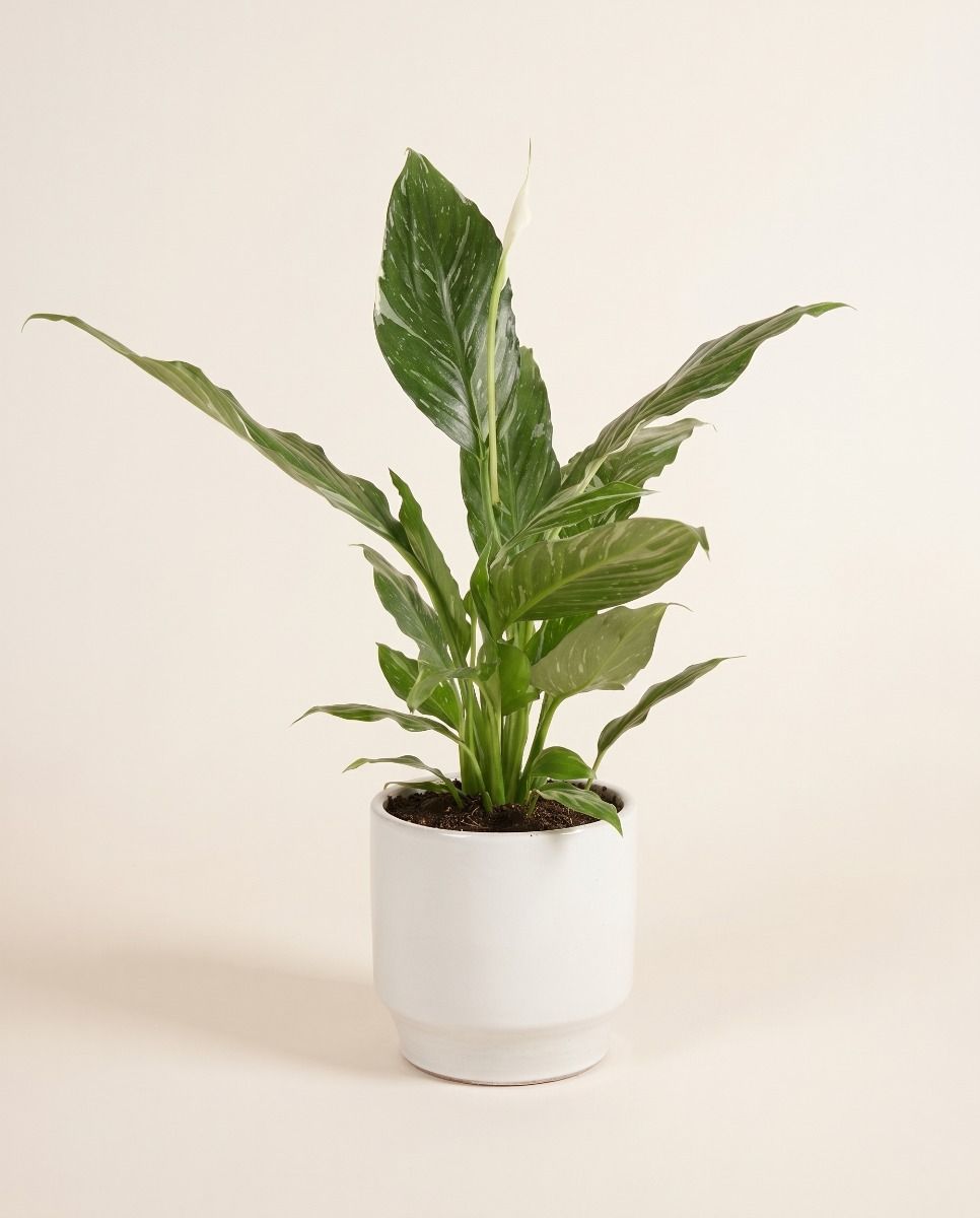 Diaz Pot White Ø 14 cm