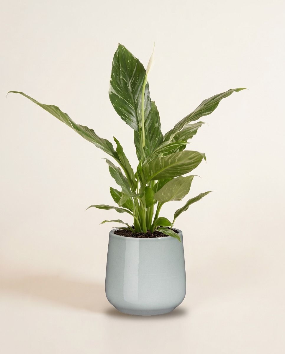 Amber Pot Light Grey Ø 12 cm