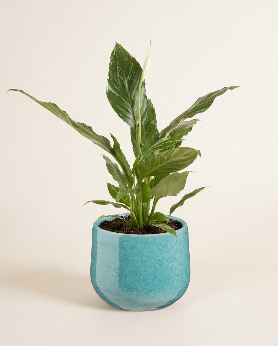 Matteo Pot Turquoise Ø 15 cm