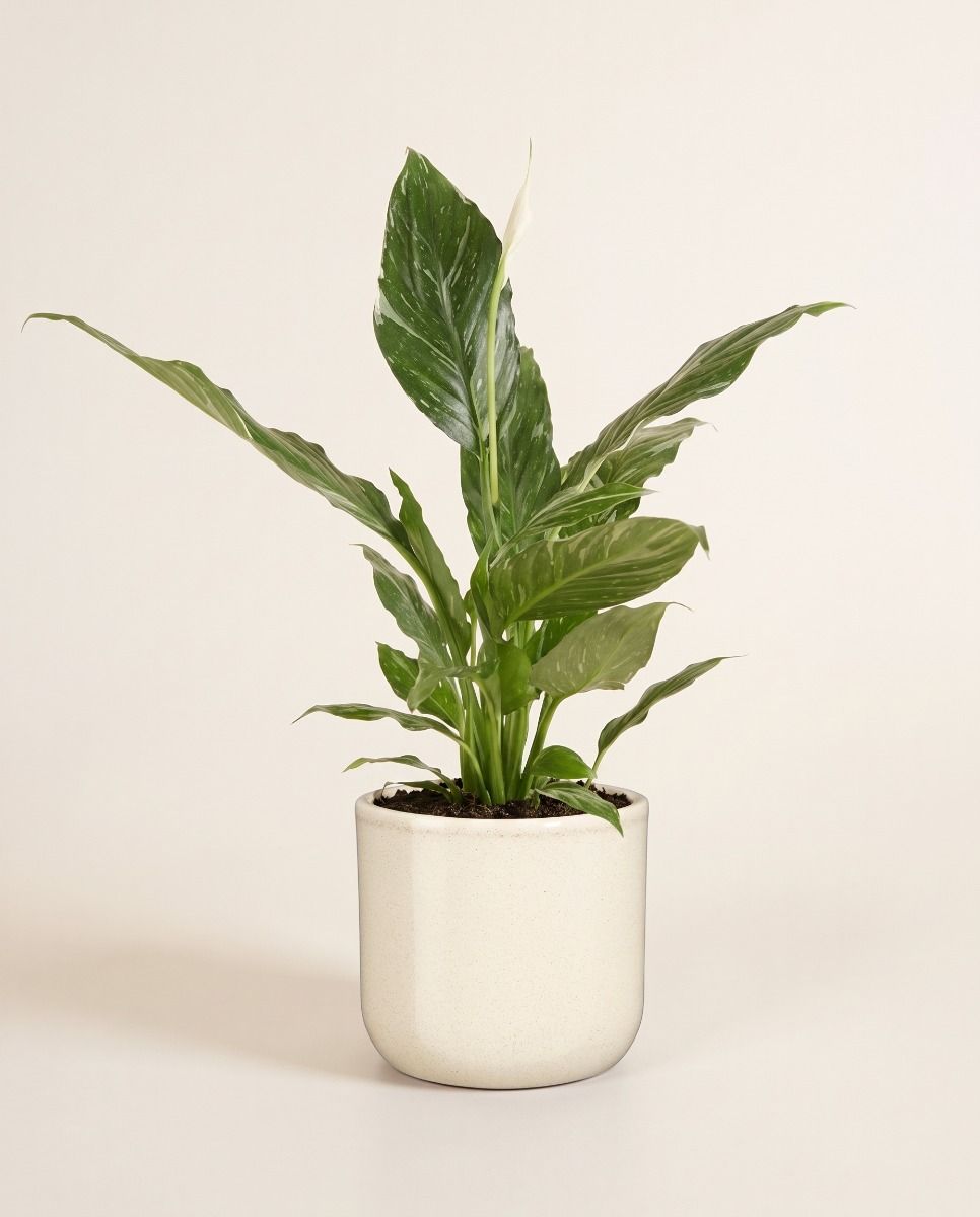 Fedor Pot Beige Ø 14 cm