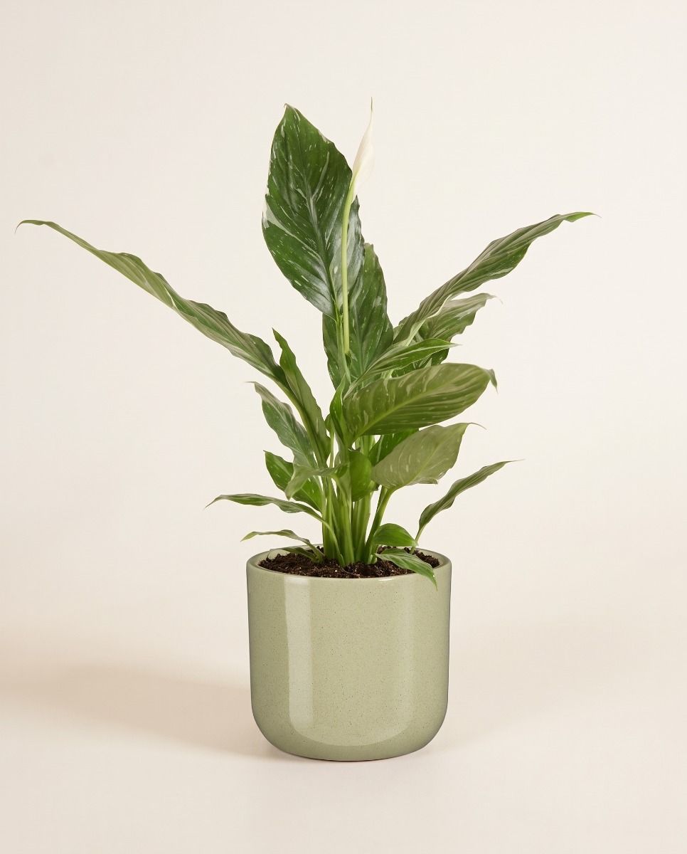 Fedor Pot Light Green Ø 14 cm