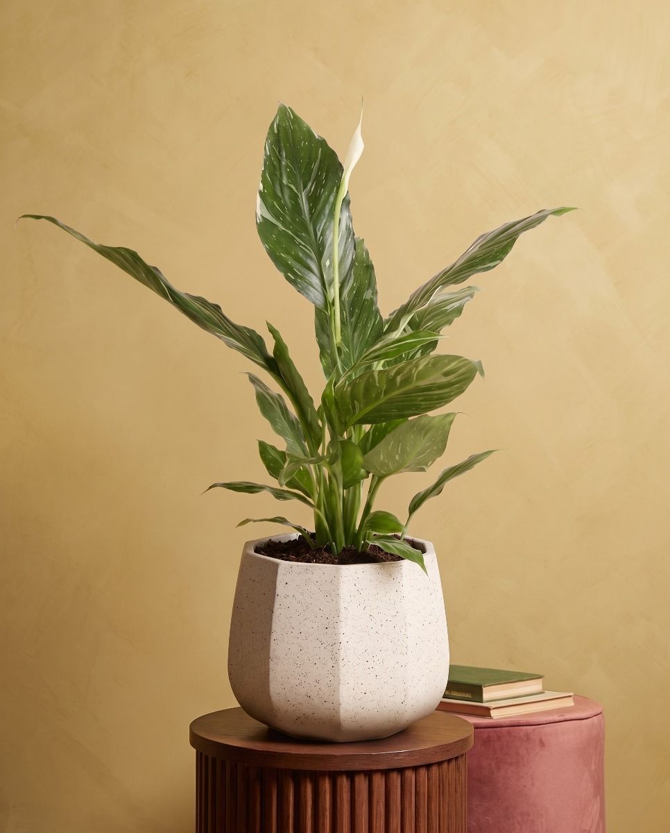Lennart Pot Cream Ø 16 cm
