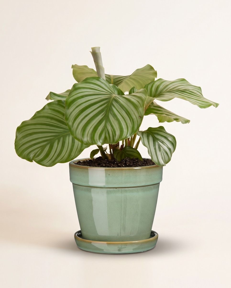 Clint Pot with Saucer Mint Green Ø 15 cm