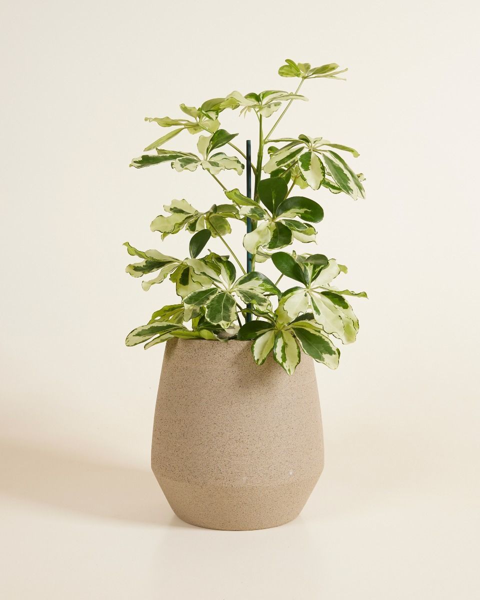 Hubert Topf Taupe Ø 13.5 cm
