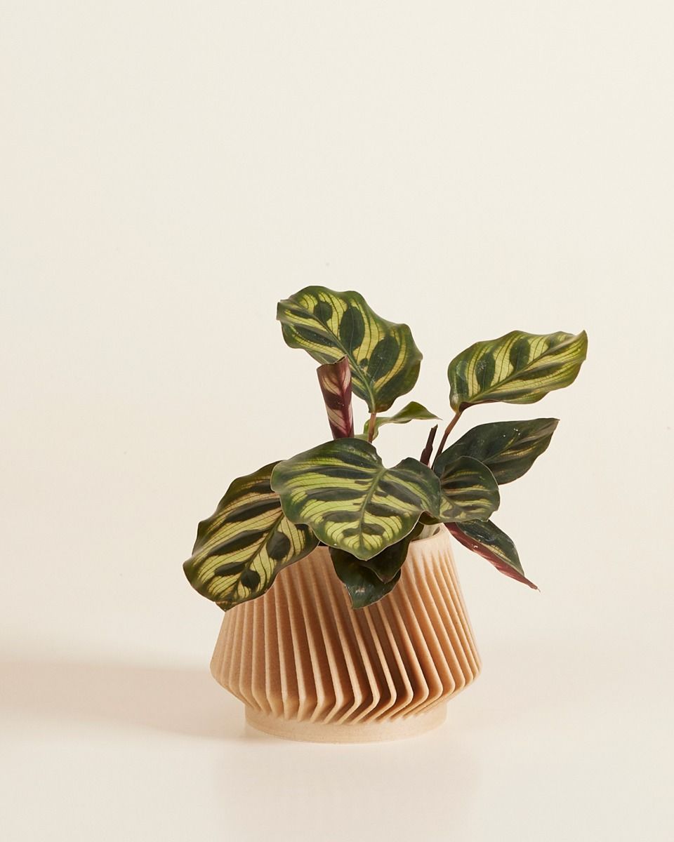 Baby Robin Wood Topf Zigzag Ø 5.5 cm