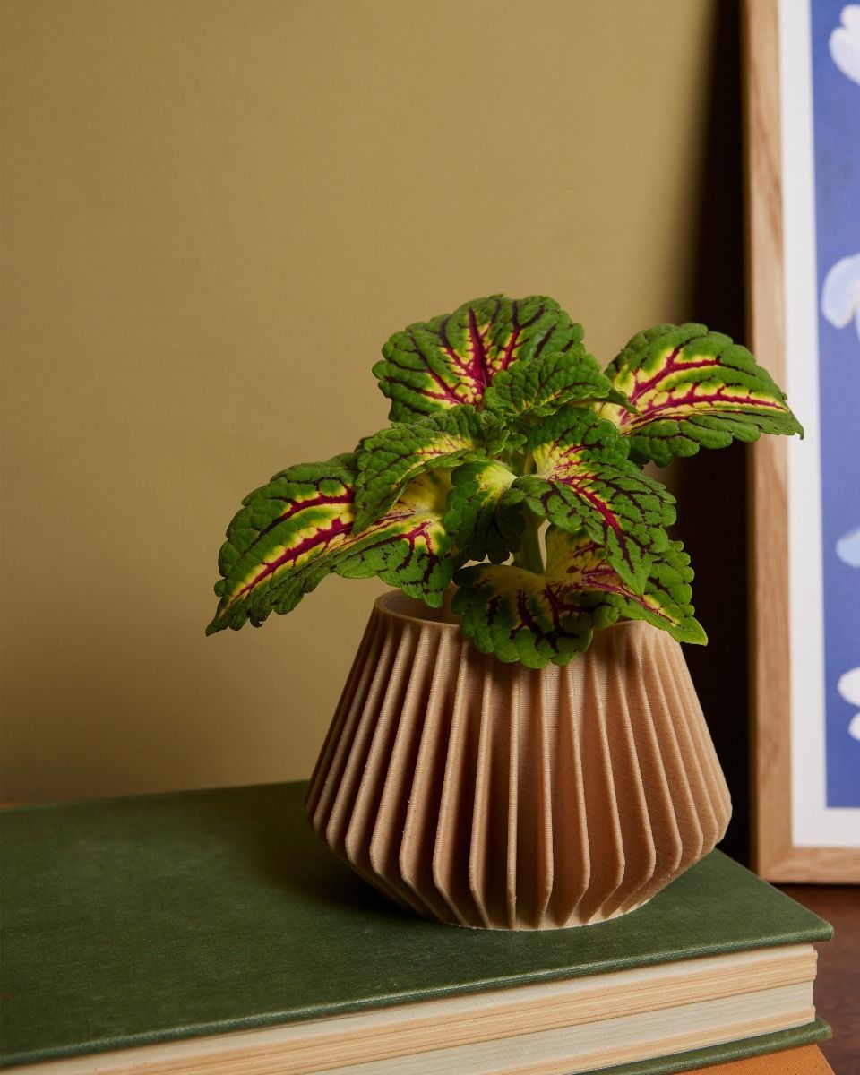 Baby Robin Wood Topf Pillars Ø 5.5 cm