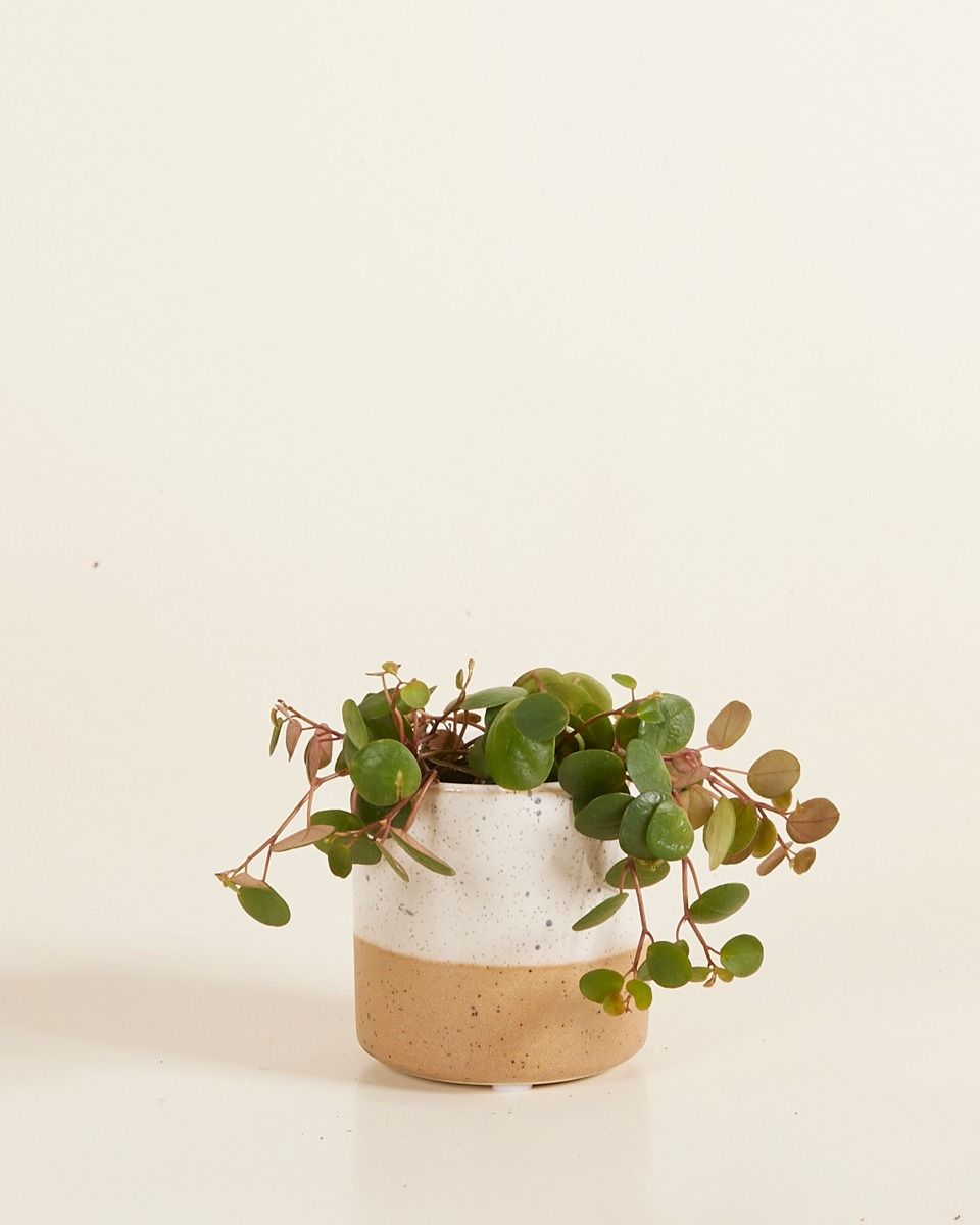 Baby Ava Topf Weiß Ø 6.5 cm