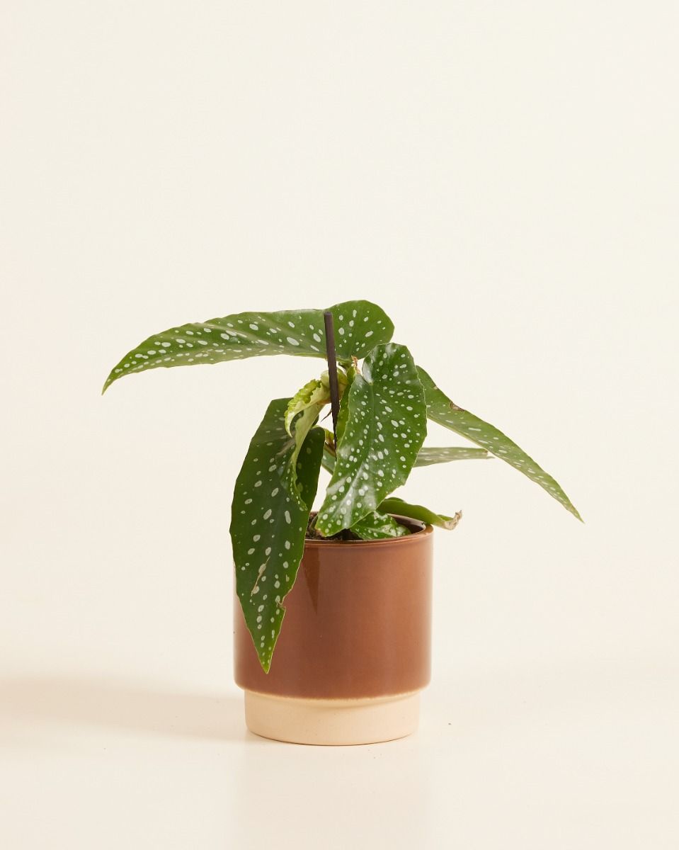 Baby Lisa Topf Dusty Terra Ø 7 cm