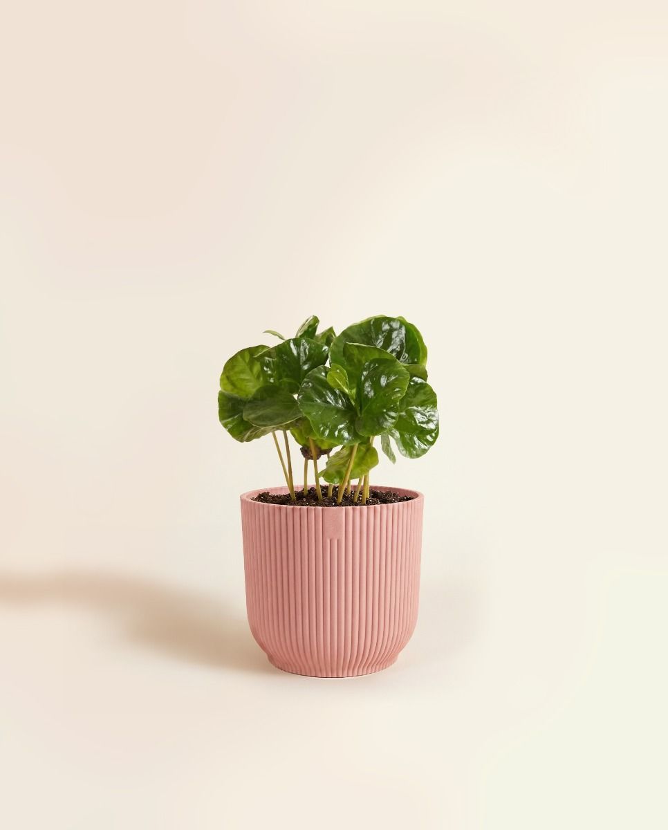 Baby Elho Vibes Fold Ø 7 cm