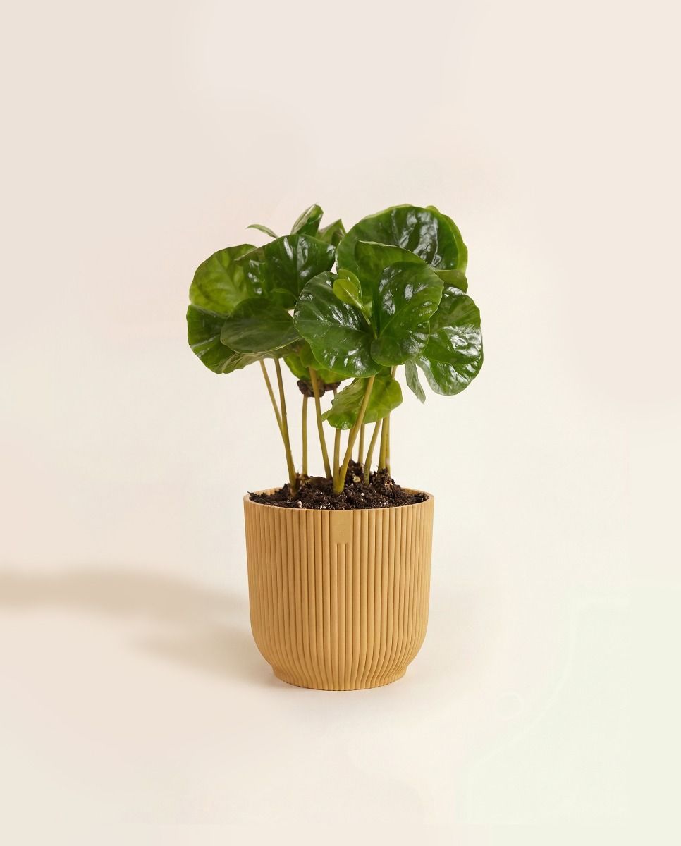 Baby Elho Vibes Fold Ø 7 cm