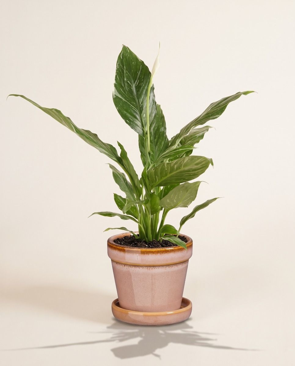 Baby Clint Pot with Saucer Light Pink Ø 7.5 cm