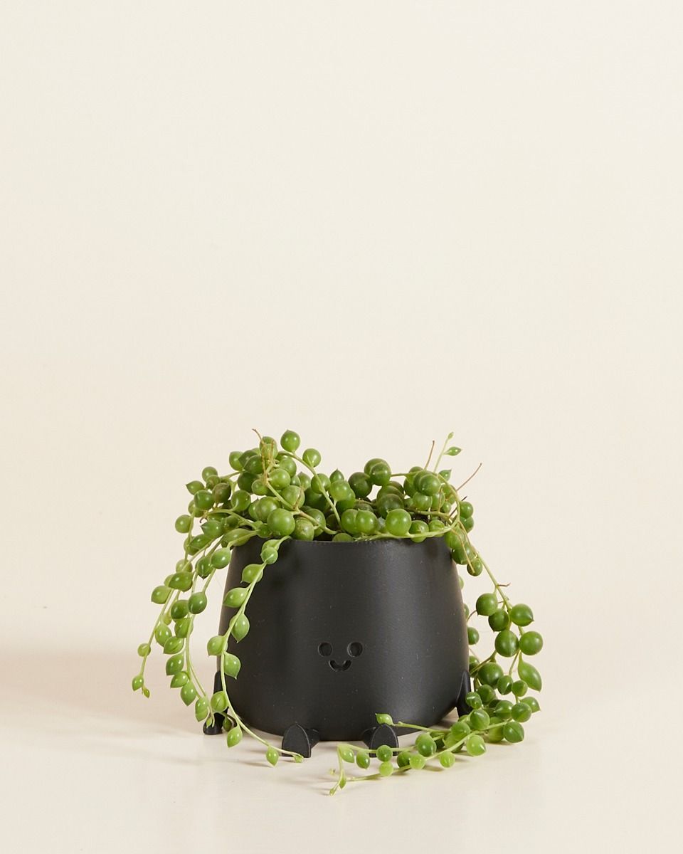 Baby Happy Harry Topf Schwarz Ø 6 cm