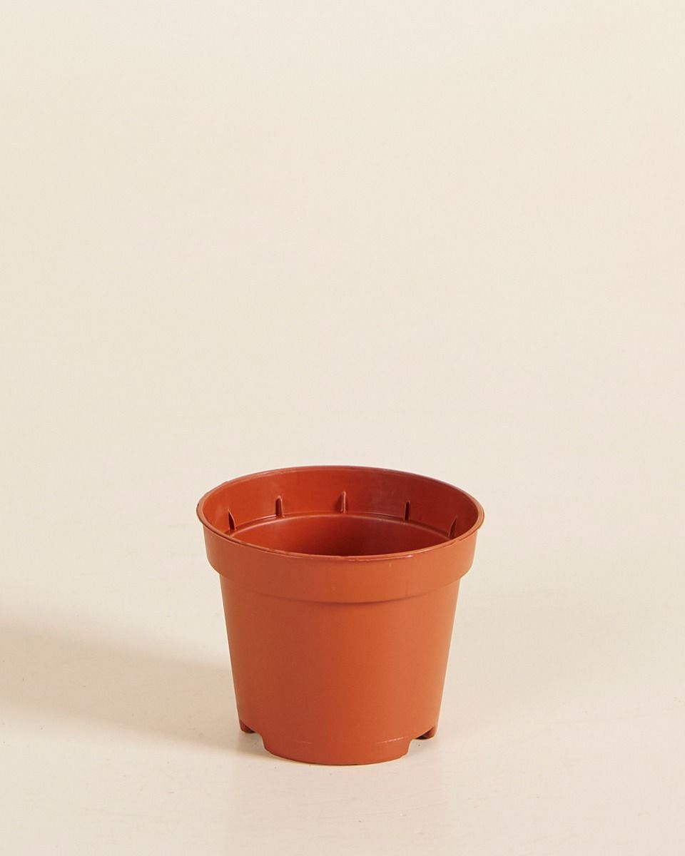 Anzuchttopf Orange Ø 6 cm