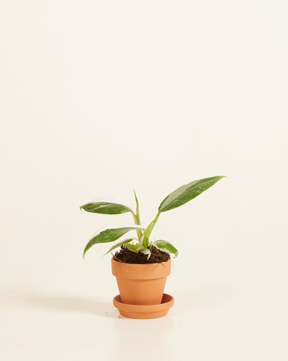 Baby Orange Terrakotta Topf Ø 5 cm