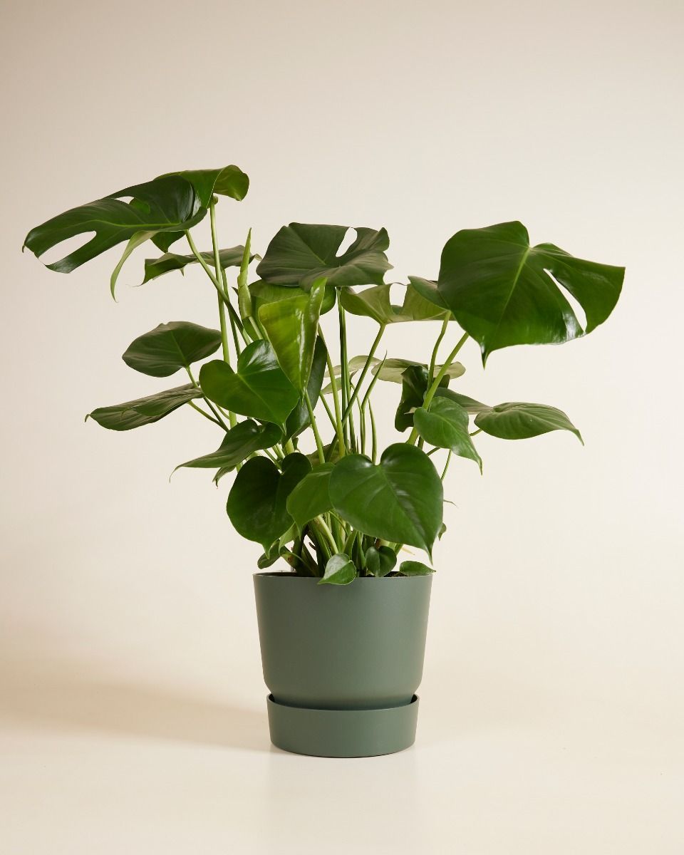 Elho Miles Runder Topf Grün 24 cm
