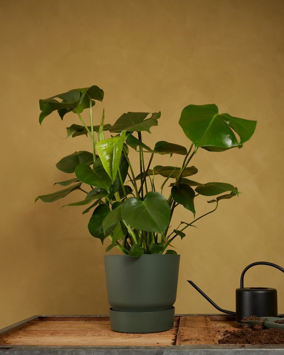 Elho Miles Runder Topf Grün 24 cm