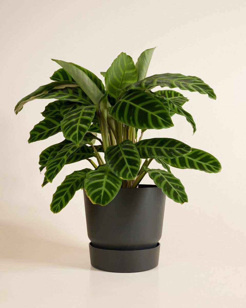 Elho Miles Runder Topf Schwarz 24 cm